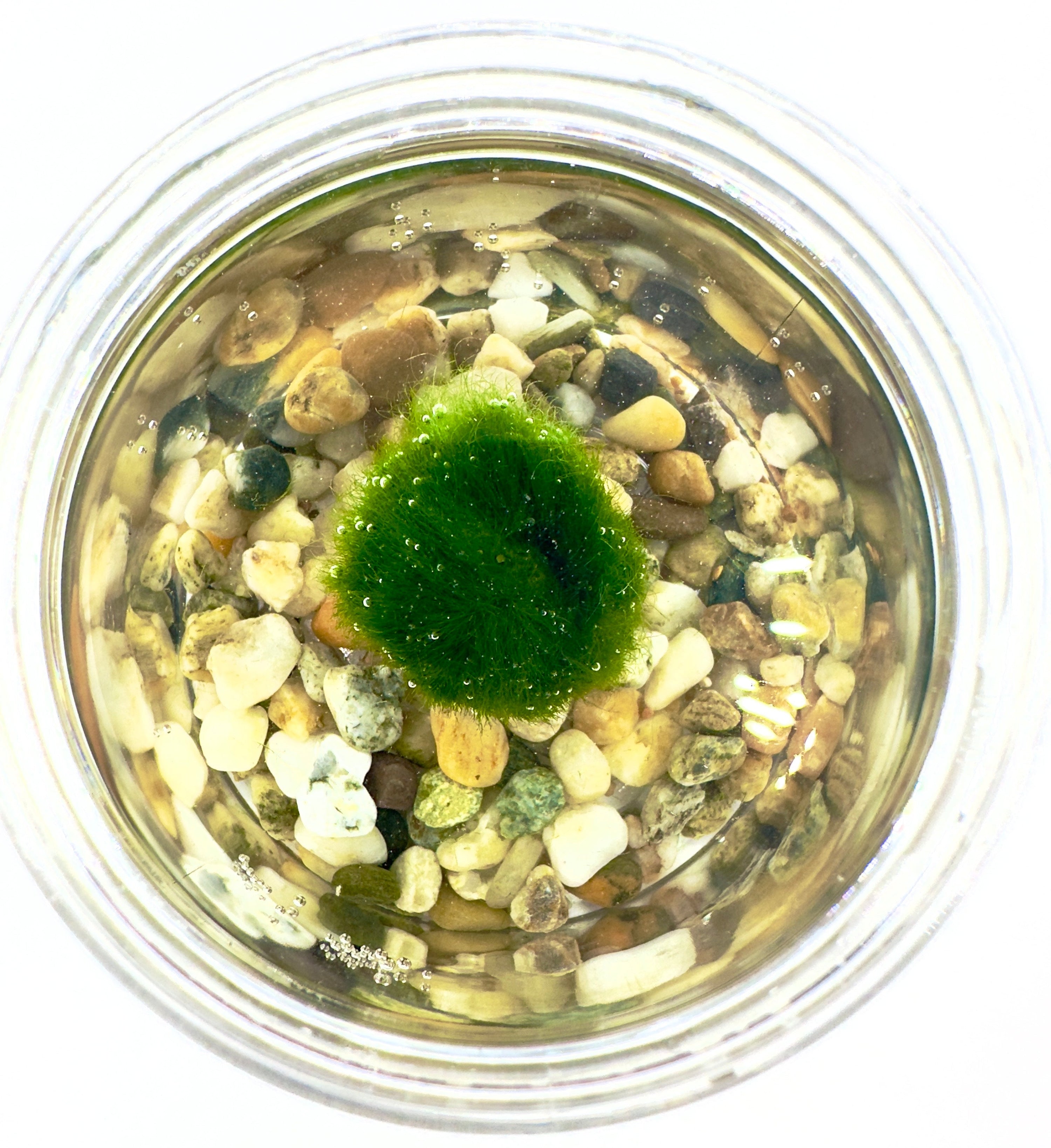 Marimo Modern Style Medium - Kit in Vaso Acrilico Anti-Rottura (7,5x7cm)