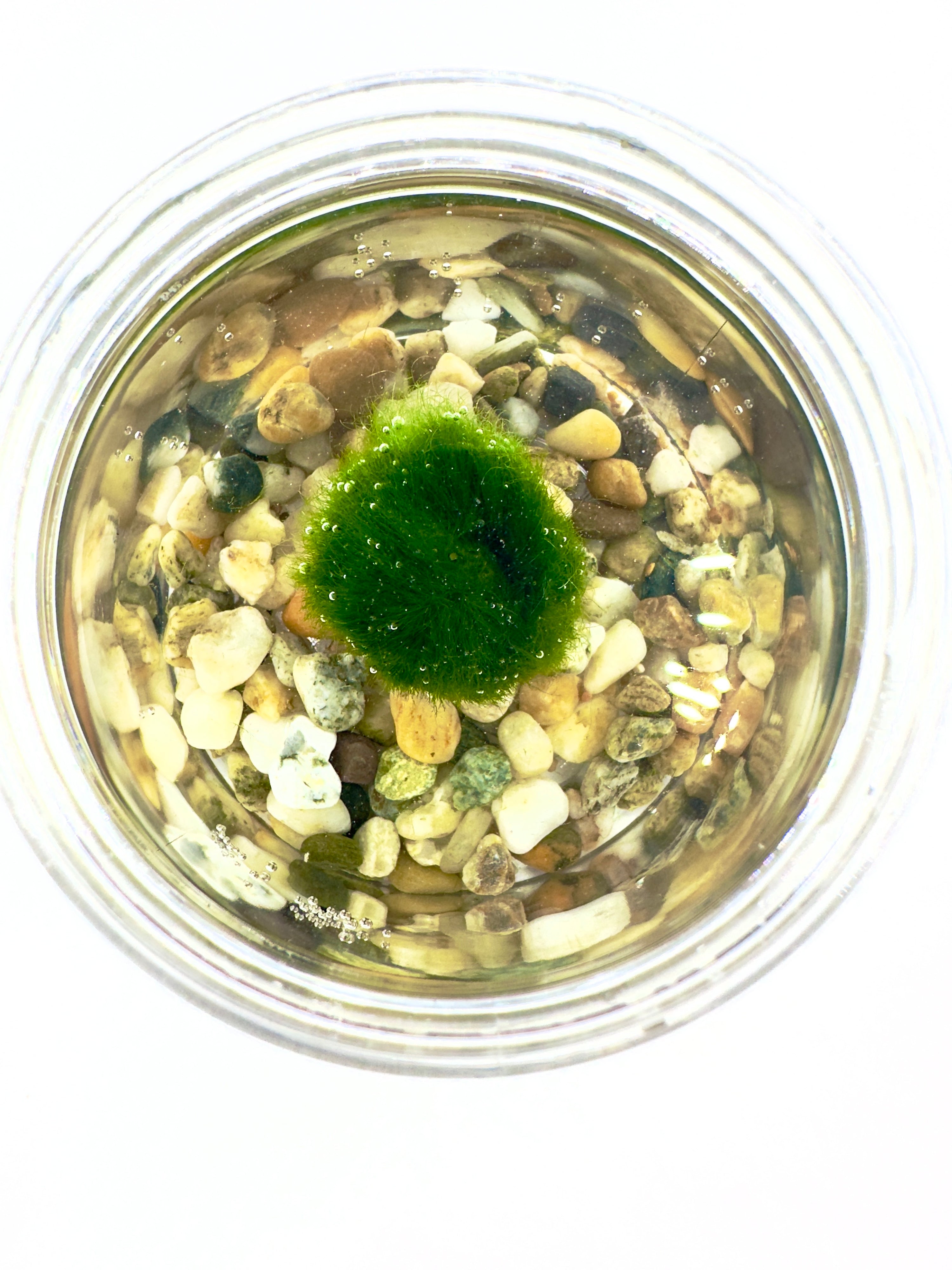 Marimo "Kizuna" Slim - Kit in Vasetto Cilindrico Slanciato (10x4,5cm)
