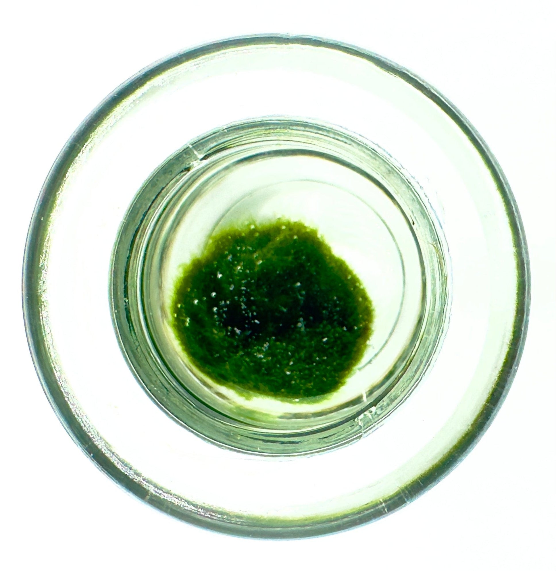 Marimo Tiny Dream in Vasetto di Vetro - Regalo e Bomboniera (4,5x4,5cm)