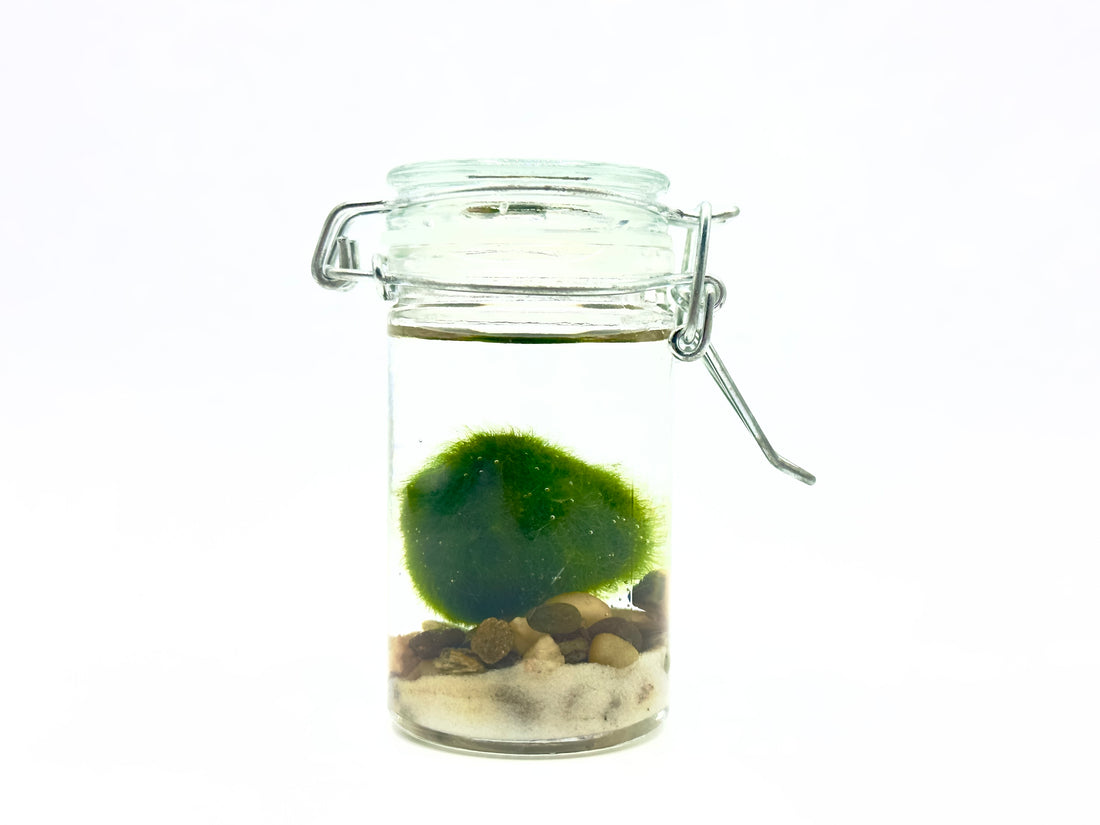 Marimo Barattolo In Vetro Sweet Jam