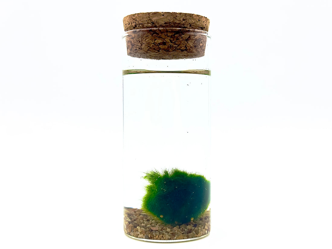 Marimo Cilindro Vetro Medium