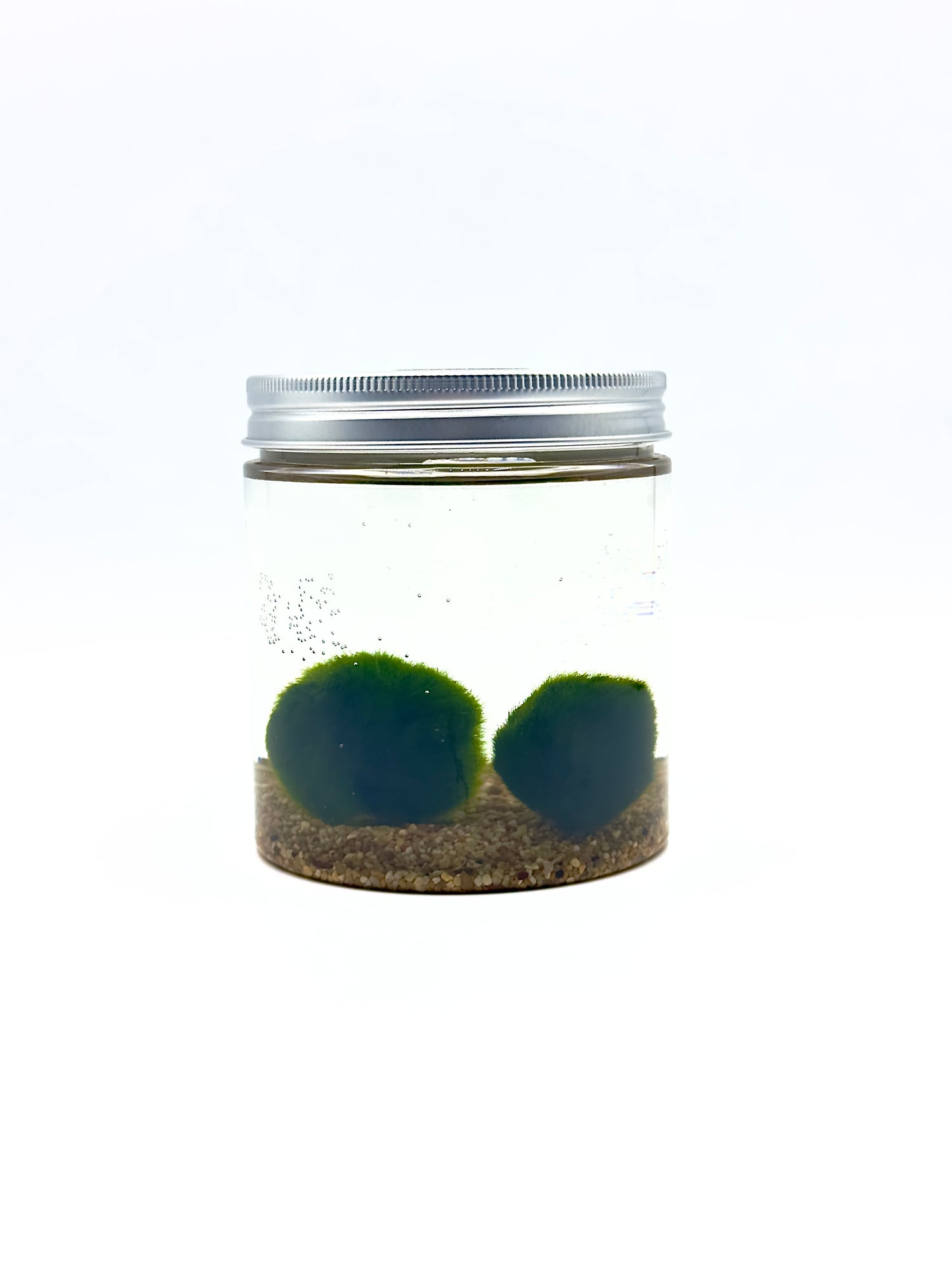 Marimo Modern Style Large