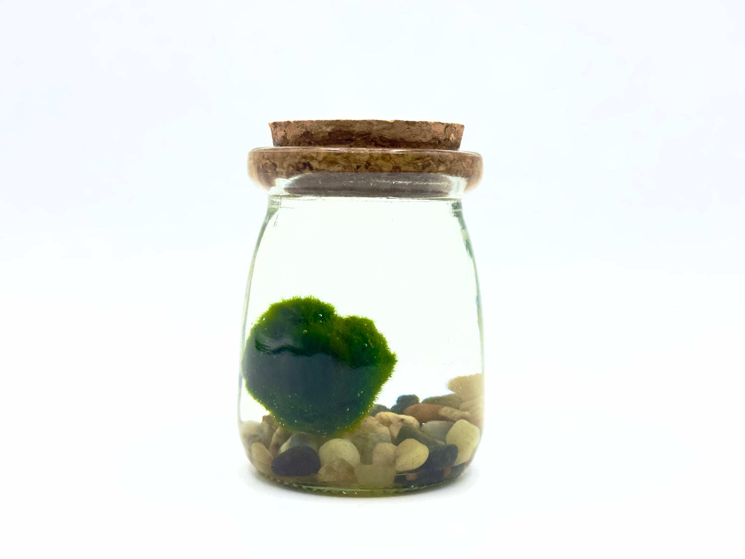 Marimo Vasetto Candy