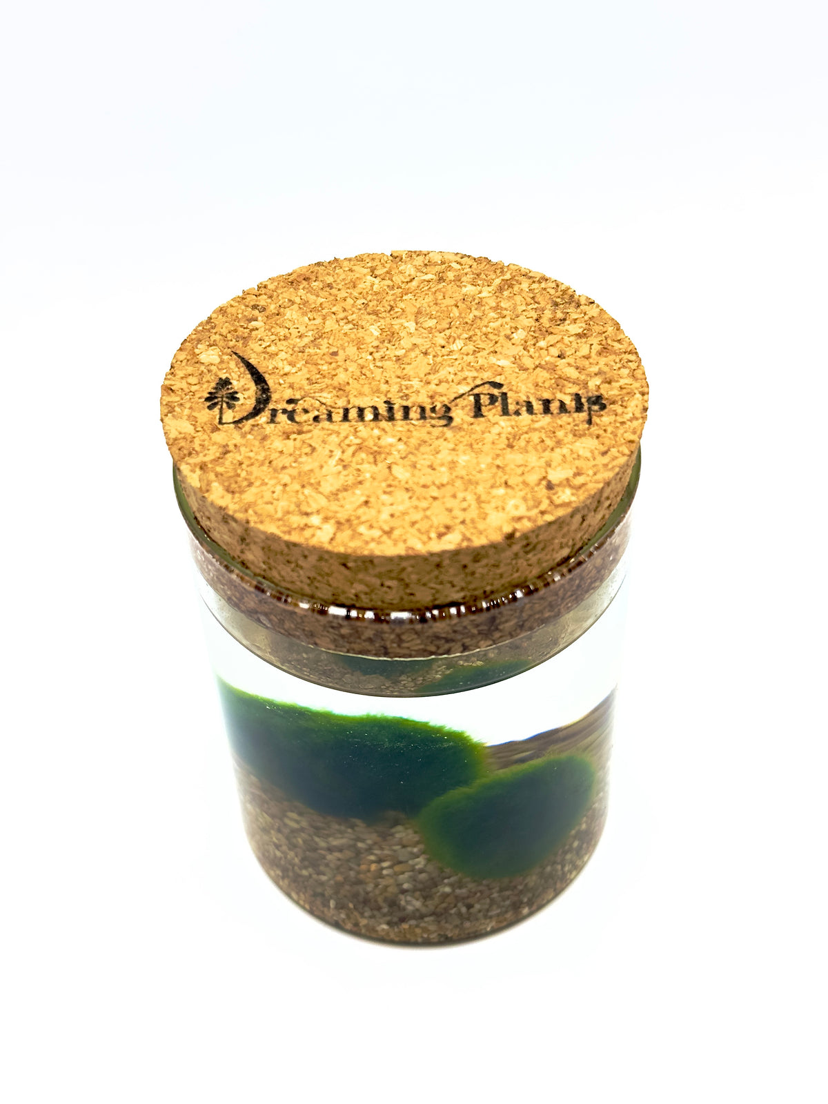 Marimo "Infinite Duo" - Kit con 2 Marimo in Cilindro di Vetro Large (10x8cm)