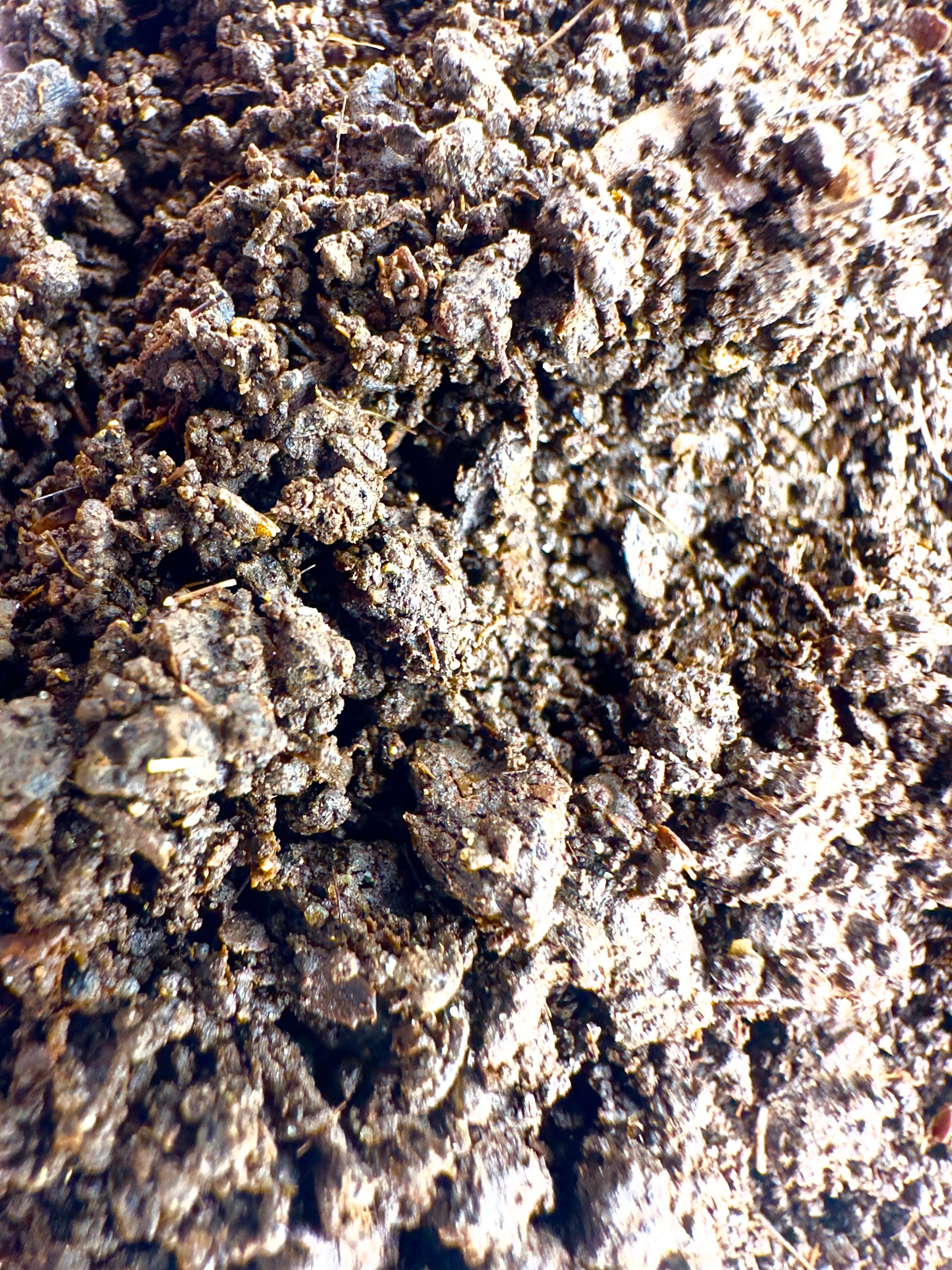 Humus di Lombrico 1L - Fertilizzante Naturale Bio per Terrarium