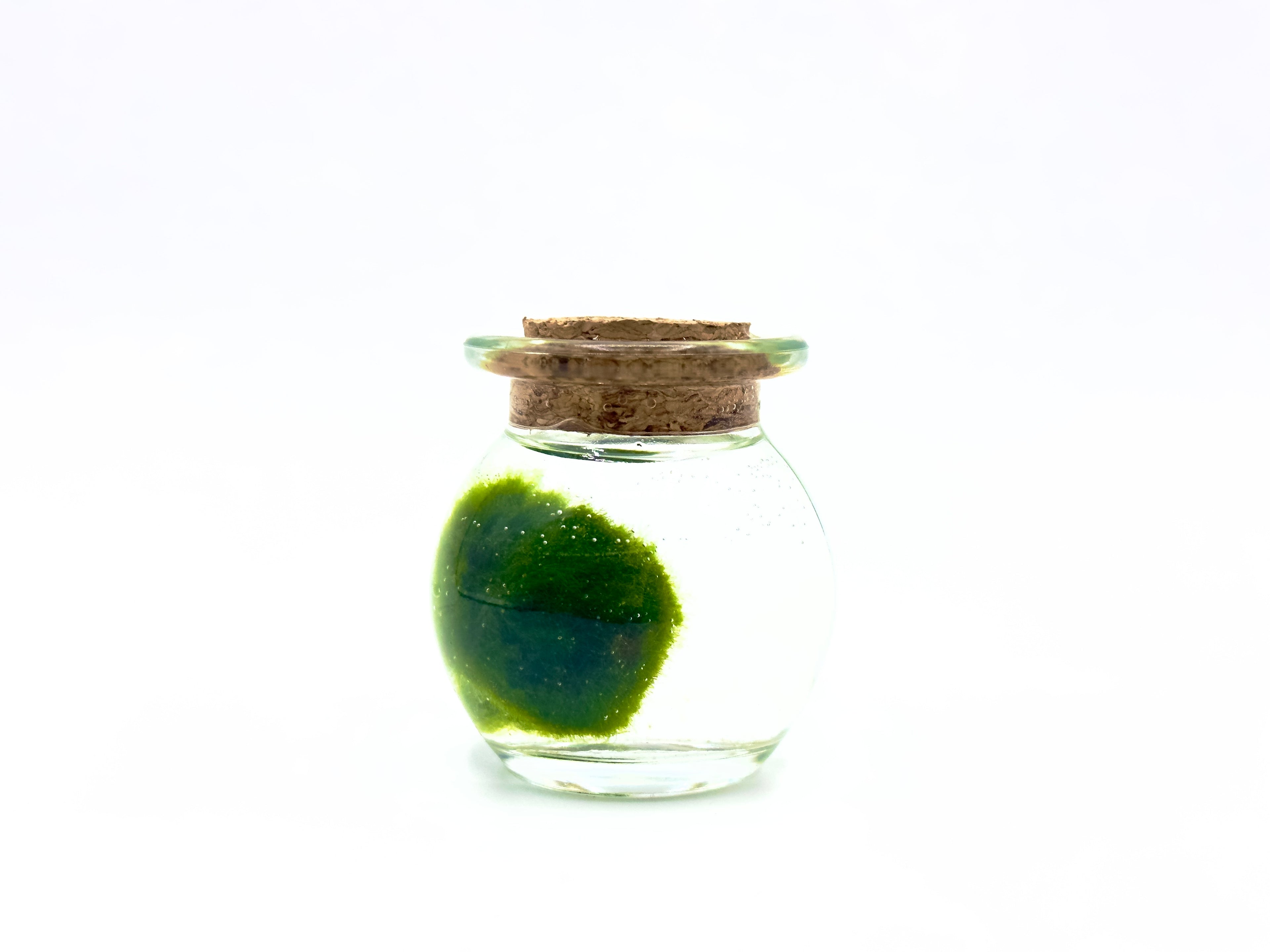 Marimo vasetto Tiny Dream