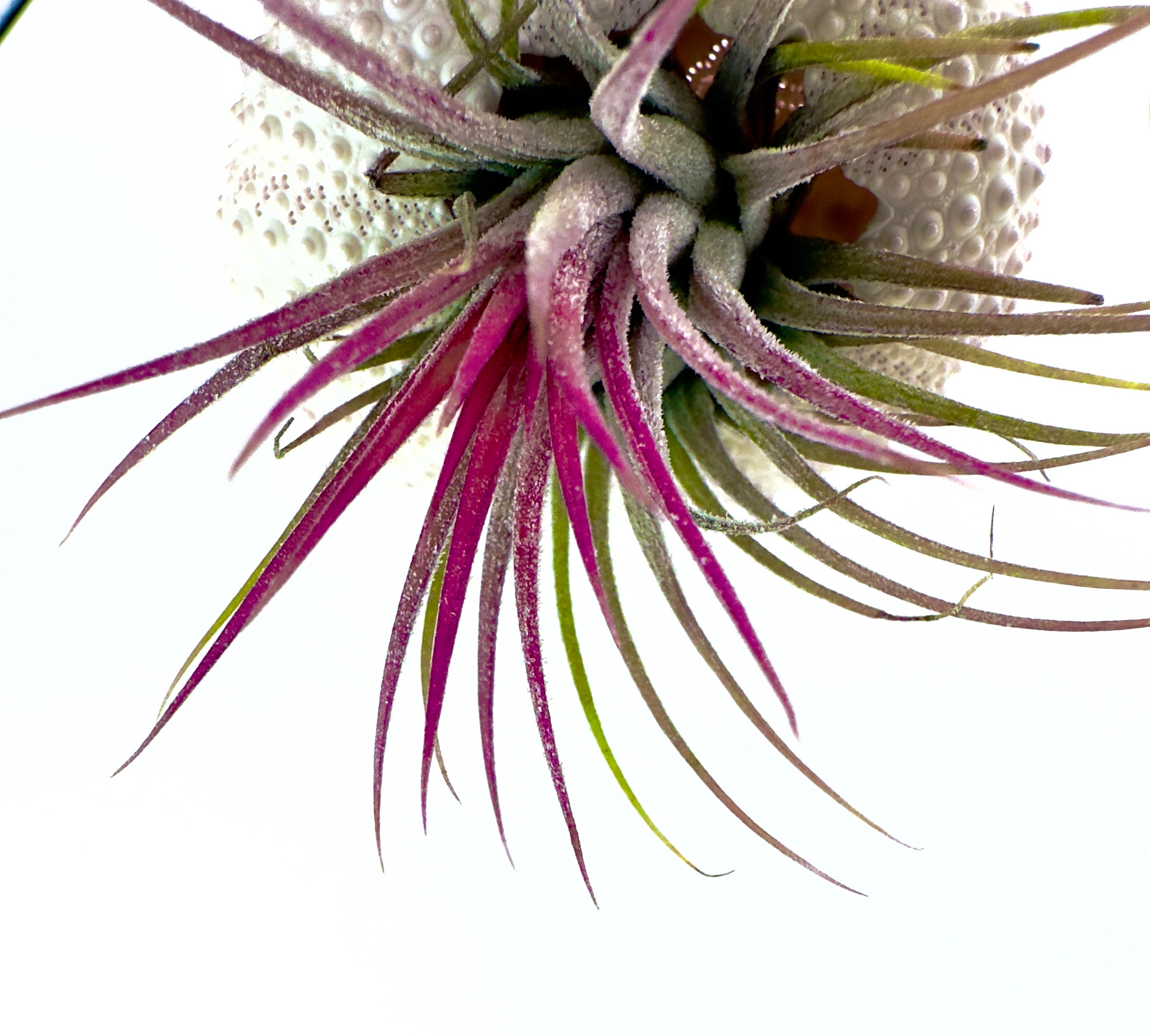 Supporto per Tillandsia in Riccio di Mare - Scultura Viva Sospesa
