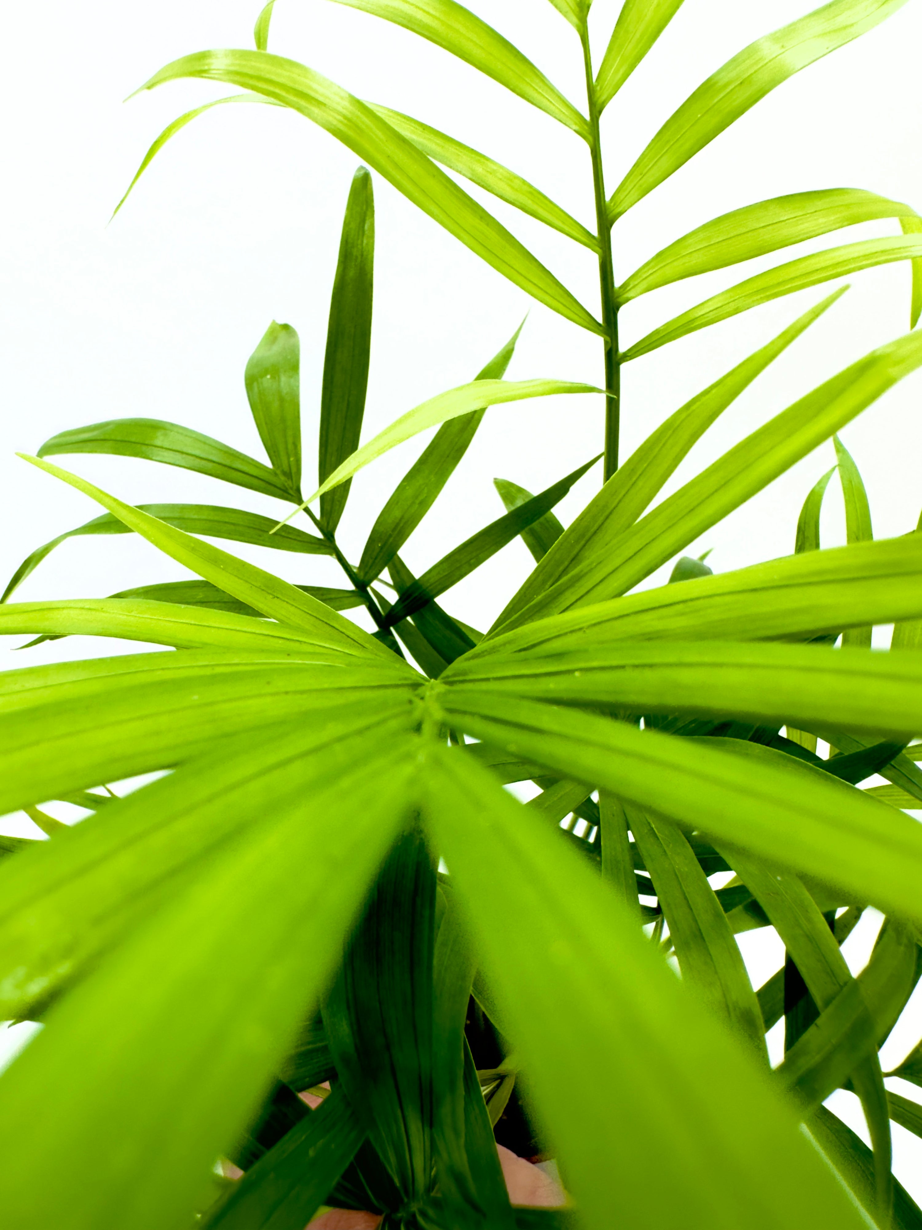 Baby Plant Chamaedorea elegans - La Palma Nana da Interno