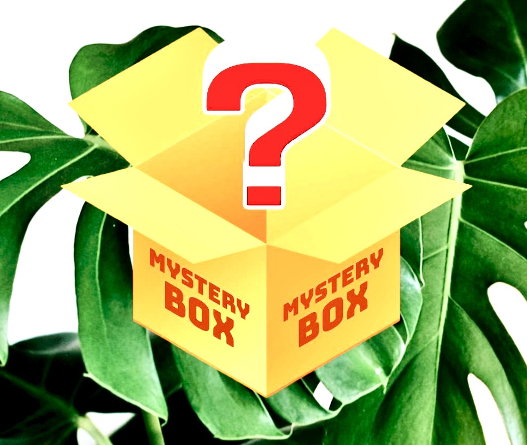 MysteryBox Piante