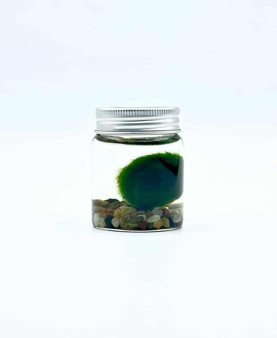 Marimo Modern Style Small