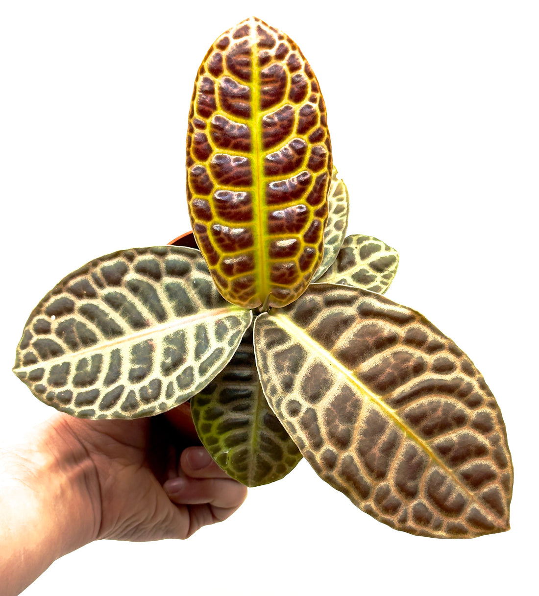 Pianta di Labisia Turtle di Dreaming Plants con foglie dal disegno a guscio di tartaruga in vaso da 10,5 cm, ideale per collezionisti di rarità botaniche.