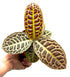 Pianta di Labisia Turtle di Dreaming Plants con foglie dal disegno a guscio di tartaruga in vaso da 10,5 cm, ideale per collezionisti di rarità botaniche.