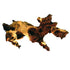 Legno Mopani naturale Dreaming Plants con superficie nodosa e densa, ideale per allestimenti di terrarium tropicali e acquari.