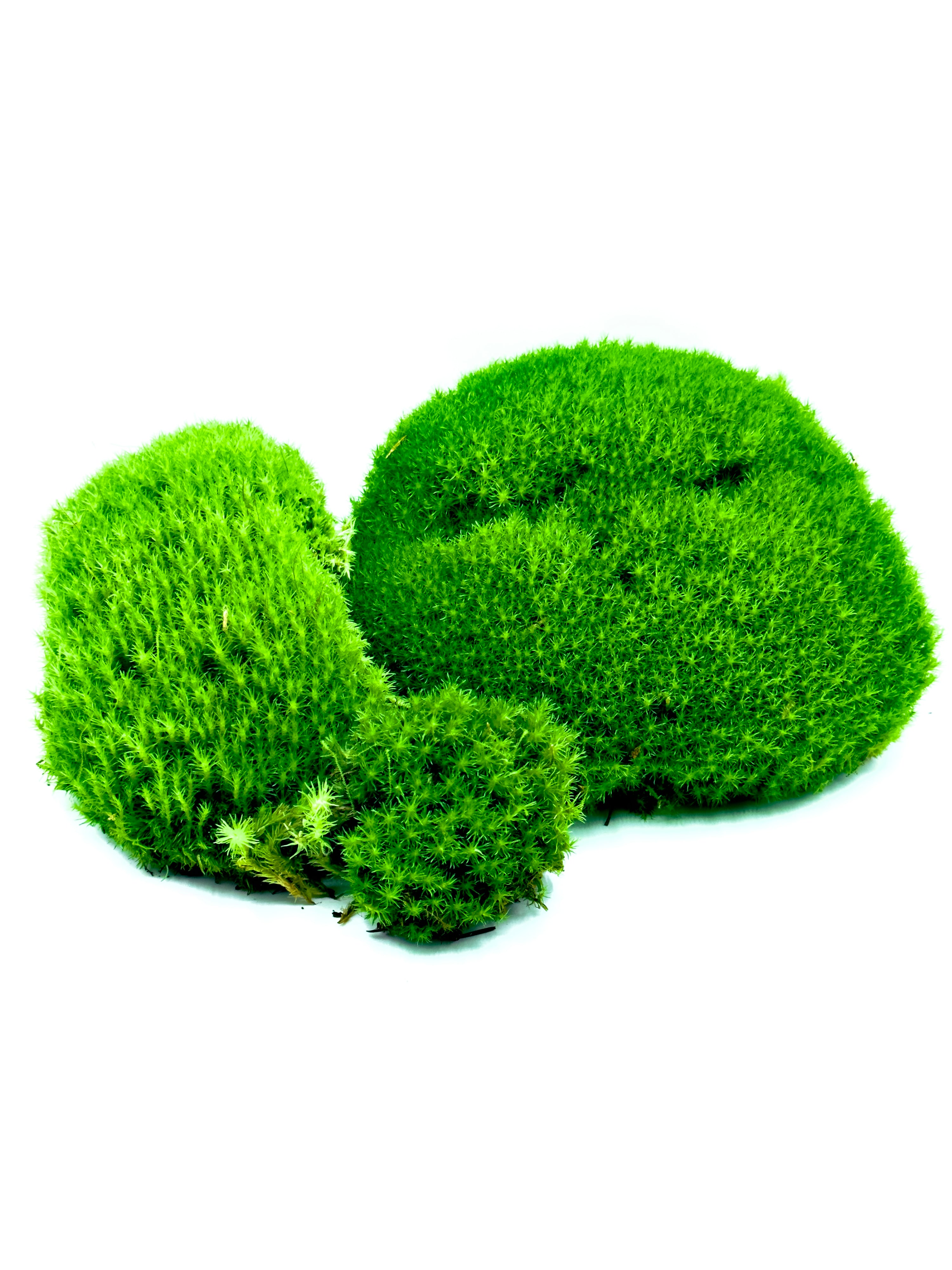 Cuscinetti di muschio vivo Leucobryum glaucum Dreaming Plants per terrarium e composizioni botaniche, ideali per creare volume e profondità.