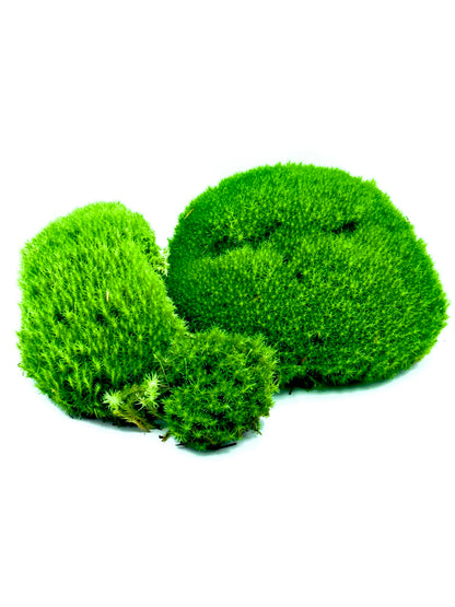 Cuscinetti di muschio vivo Leucobryum glaucum Dreaming Plants per terrarium e composizioni botaniche, ideali per creare volume e profondità.