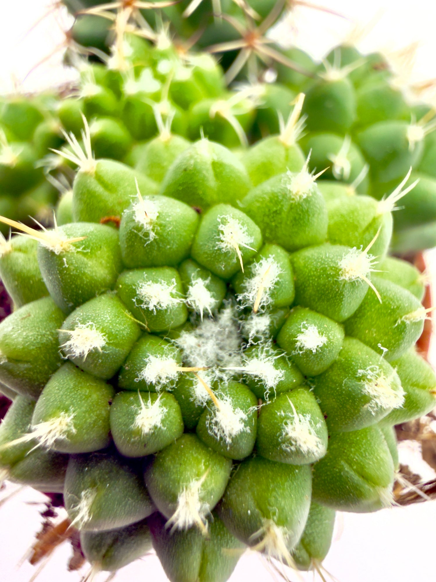 Mammillaria polythele Toluca di Dreaming Plants, cactus geometrico con rilievi verde brillante e apice lanoso in vaso da 5,5 cm.