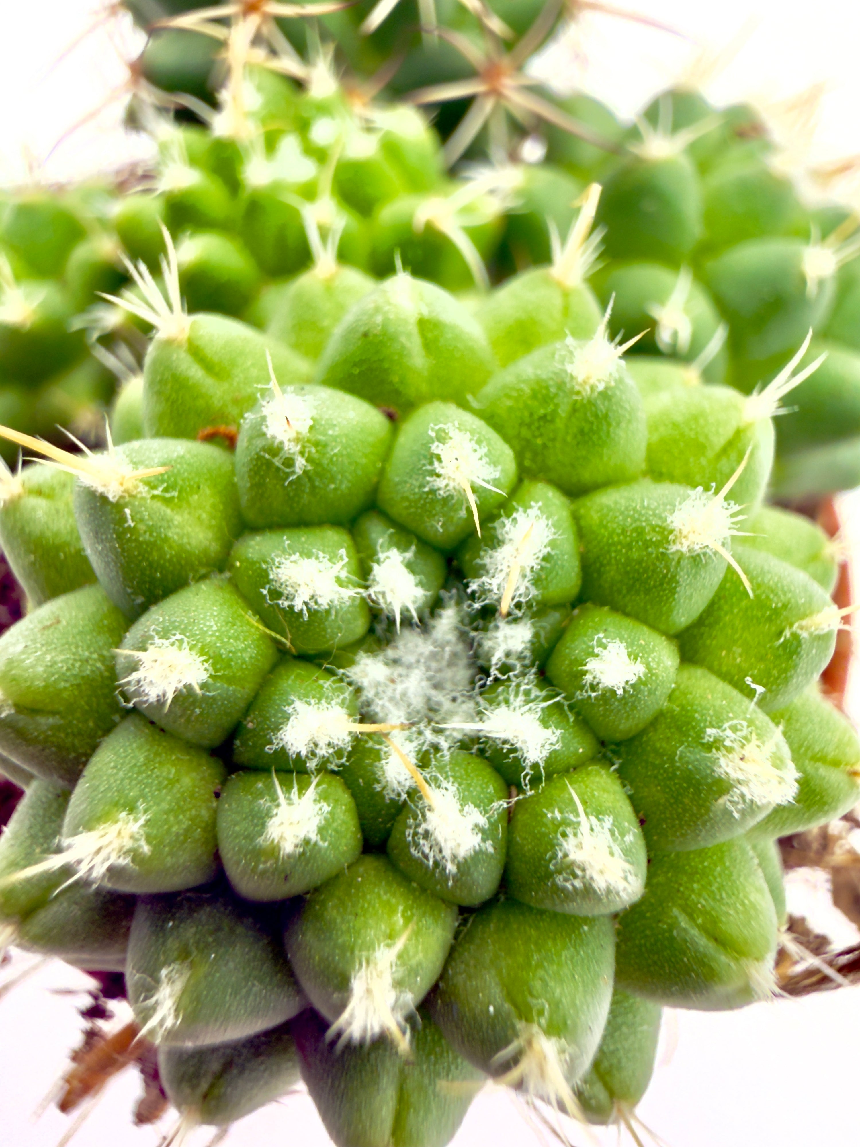 Mammillaria polythele Toluca di Dreaming Plants, cactus geometrico con rilievi verde brillante e apice lanoso in vaso da 5,5 cm.
