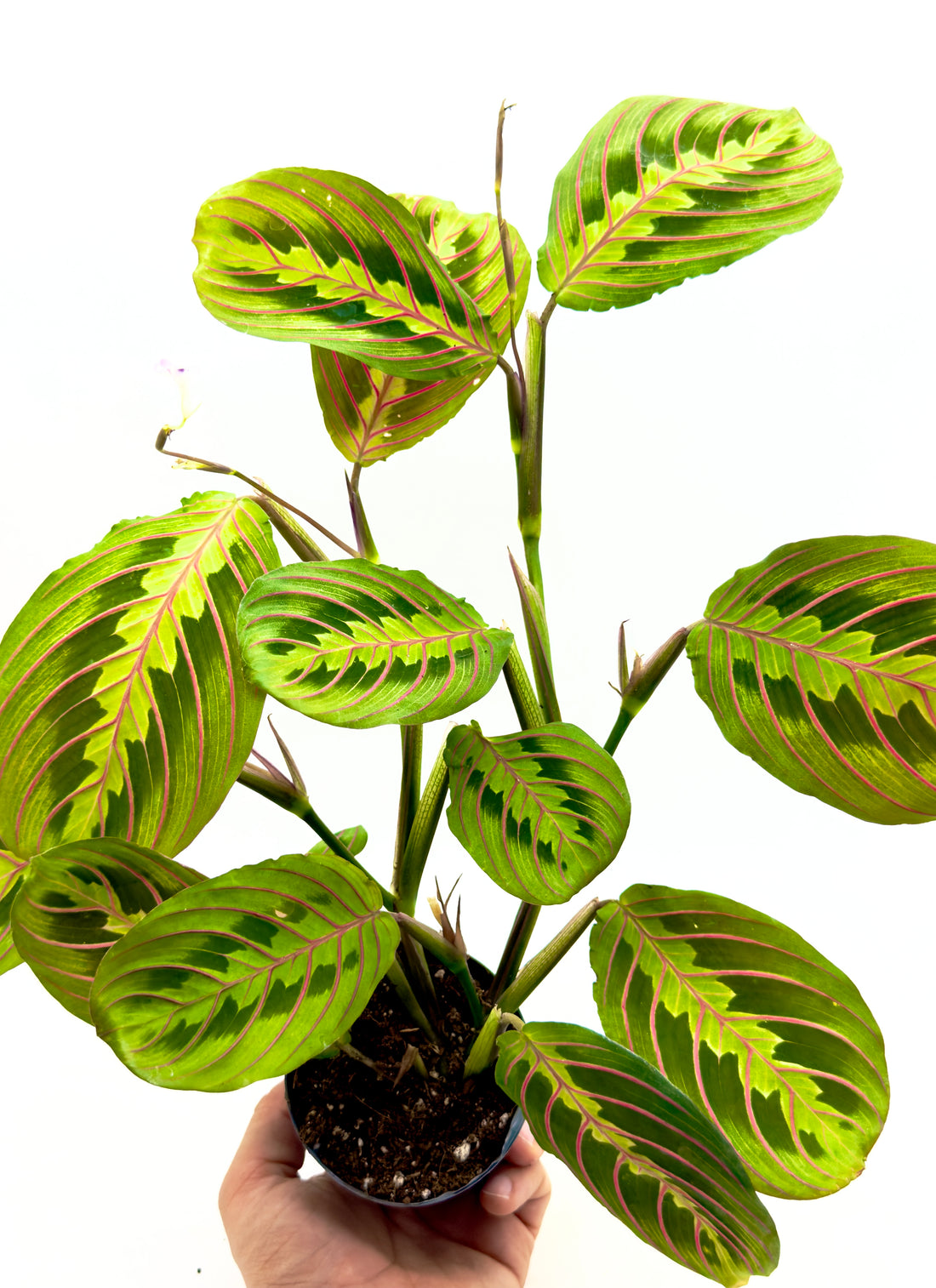 Maranta leuconeura Fascinator in vaso da 8.5 cm con foglie decorate da venature rosa acceso e pagina inferiore porpora.