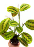 Maranta leuconeura Fascinator in vaso da 8.5 cm con foglie decorate da venature rosa acceso e pagina inferiore porpora.