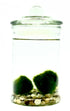 Kit Marimo Akari Duo di Dreaming Plants con due alghe a palla giapponesi Aegagropila linnaei in un vaso di vetro alto 15 cm con ghiaia decorativa sul fondo.