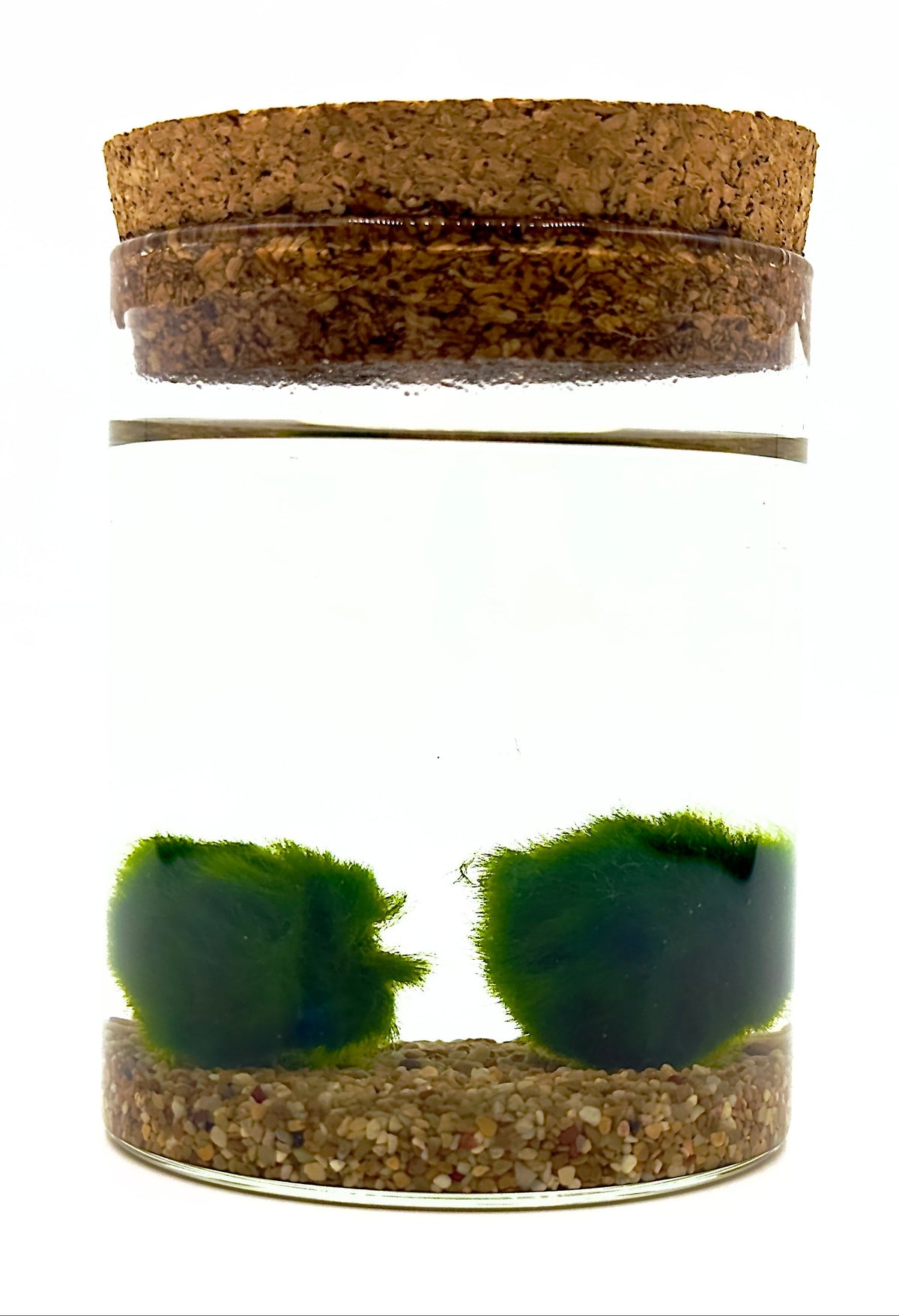 Kit Marimo Infinite Duo di Dreaming Plants con due alghe a palla giapponesi Aegagropila linnaei in vaso cilindrico di vetro grande con ghiaia decorativa.