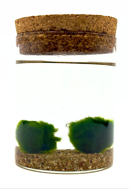 Kit Marimo Infinite Duo di Dreaming Plants con due alghe a palla giapponesi Aegagropila linnaei in vaso cilindrico di vetro grande con ghiaia decorativa.