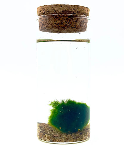 Marimo originale Aegagropila linnaei in vasetto cilindrico Slim con ghiaia decorativa, simbolo di legame eterno di Dreaming Plants.
