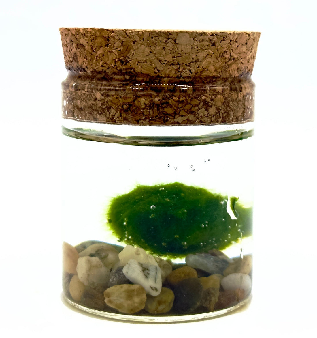 Piccolo Marimo originale Aegagropila linnaei in vasetto di vetro linea Kokoro con ghiaia decorativa, simbolo di cuore e fortuna di Dreaming Plants.