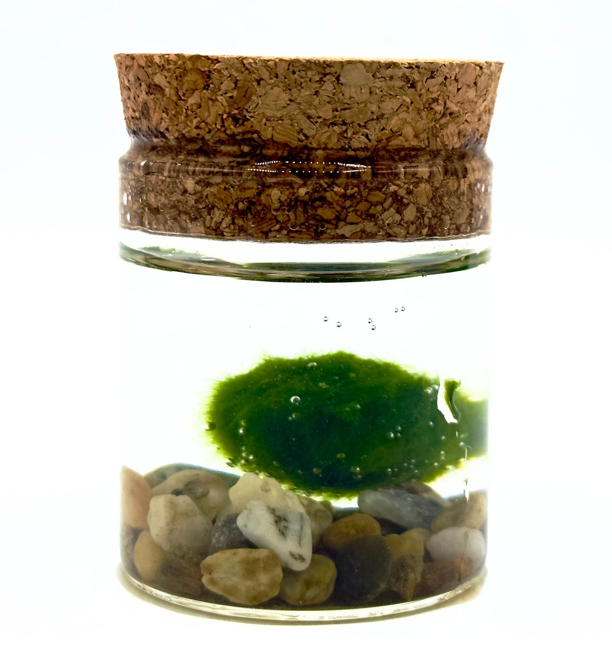 Piccolo Marimo originale Aegagropila linnaei in vasetto di vetro linea Kokoro con ghiaia decorativa, simbolo di cuore e fortuna di Dreaming Plants.