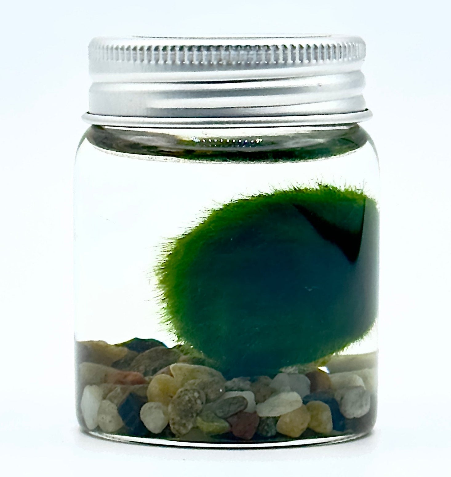 Piccolo Marimo originale Aegagropila linnaei in vasetto di vetro dallo stile minimalista Modern Style, ideale per ufficio e smart working.