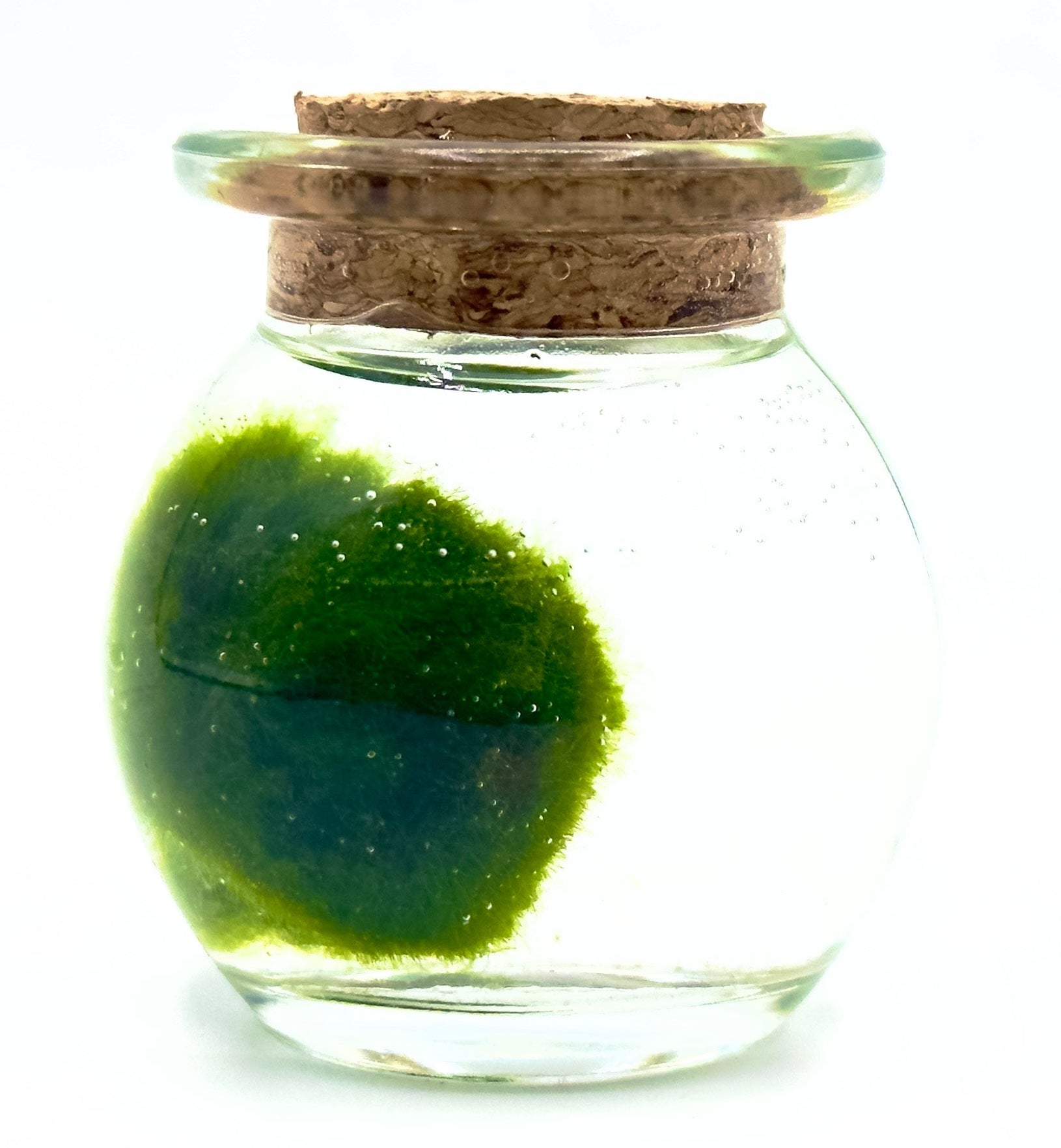 Marimo Tiny Dream originale in vasetto di vetro compatto, piccola alga a palla portafortuna ideale come bomboniera o regalo zen di Dreaming Plants.