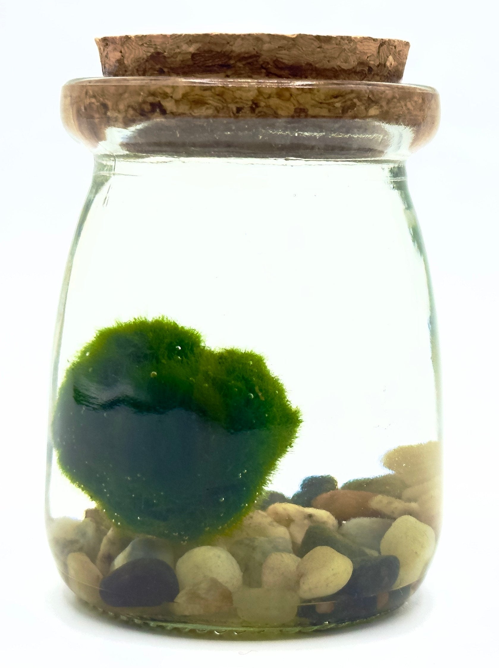 Marimo originale Aegagropila linnaei in vasetto di vetro Candy con ghiaia decorativa, idea regalo e bomboniera zen di Dreaming Plants.