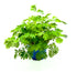 Mimosa pudica (Sensitiva) di Dreaming Plants con foglie pennate verde brillante che si chiudono al tatto, in vaso da 9 cm.