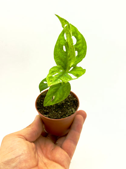 Monstera adansonii Mint baby plant in vaso da 6 cm con caratteristiche fenestrazioni e variegatura verde menta.