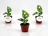 Monstera adansonii Mint baby plant in vaso da 6 cm con caratteristiche fenestrazioni e variegatura verde menta.