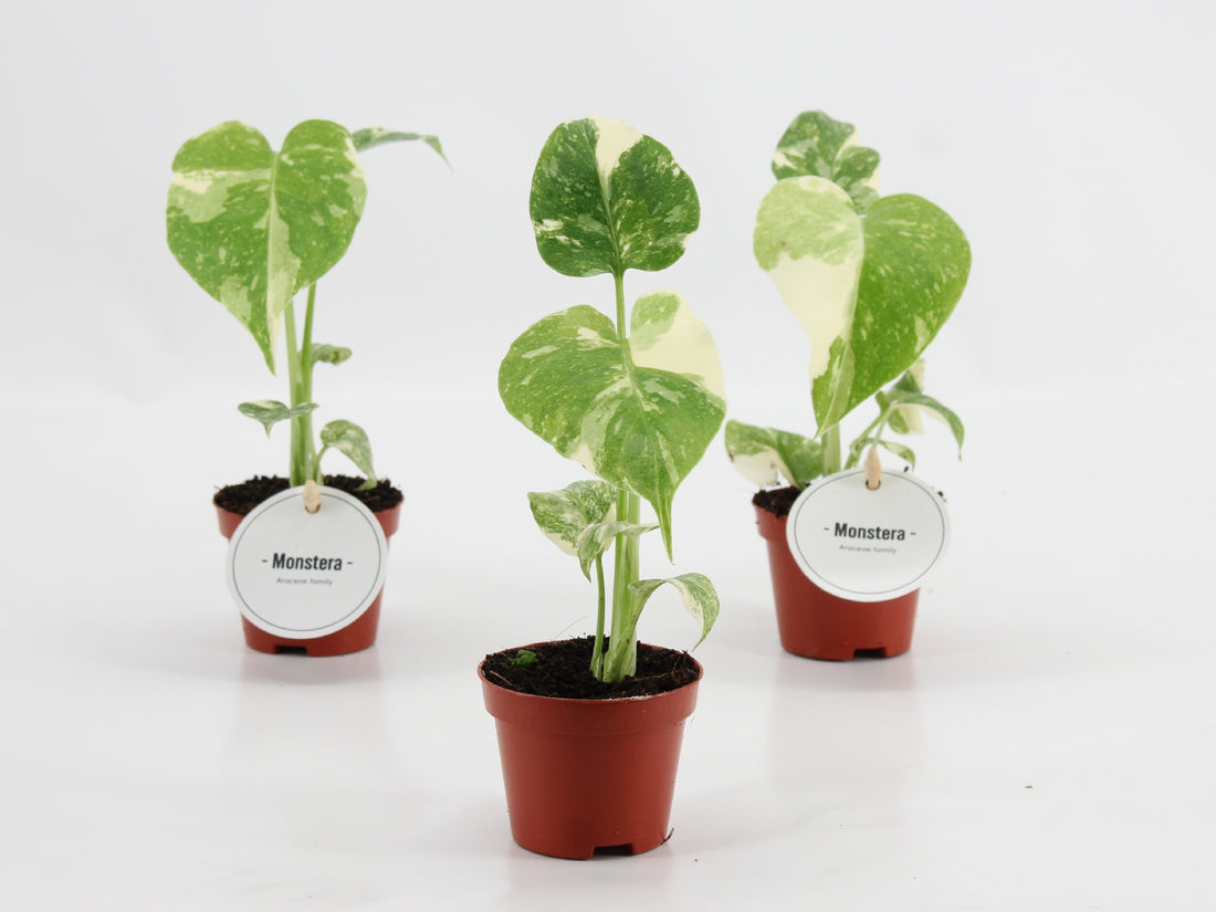 Monstera deliciosa Thai Constellation baby plant in vaso da 6 cm con variegature crema a galassia e prime fenestrazioni.