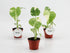 Monstera deliciosa Thai Constellation baby plant in vaso da 6 cm con variegature crema a galassia e prime fenestrazioni.