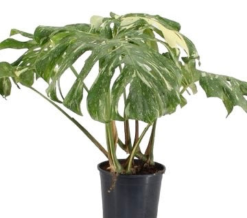 Maestosa Monstera Thai Constellation di Dreaming Plants con grandi foglie cerose punteggiate color crema in vaso da 30 cm, altezza 1 metro.