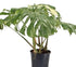 Maestosa Monstera Thai Constellation di Dreaming Plants con grandi foglie cerose punteggiate color crema in vaso da 30 cm, altezza 1 metro.