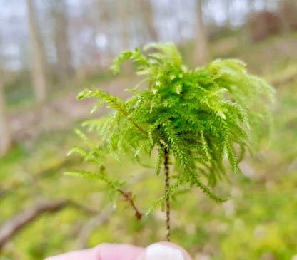 Muschio ad albero Thamnobryum alopecurum, ideale per terrari umidi, paludari e giochi d&