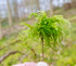 Muschio ad albero Thamnobryum alopecurum, ideale per terrari umidi, paludari e giochi d&