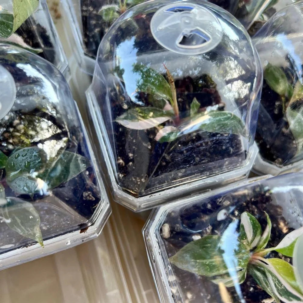 Mini Serra Vaso Trasparente con Cupola per Baby Plant e Talee 🌿🧪