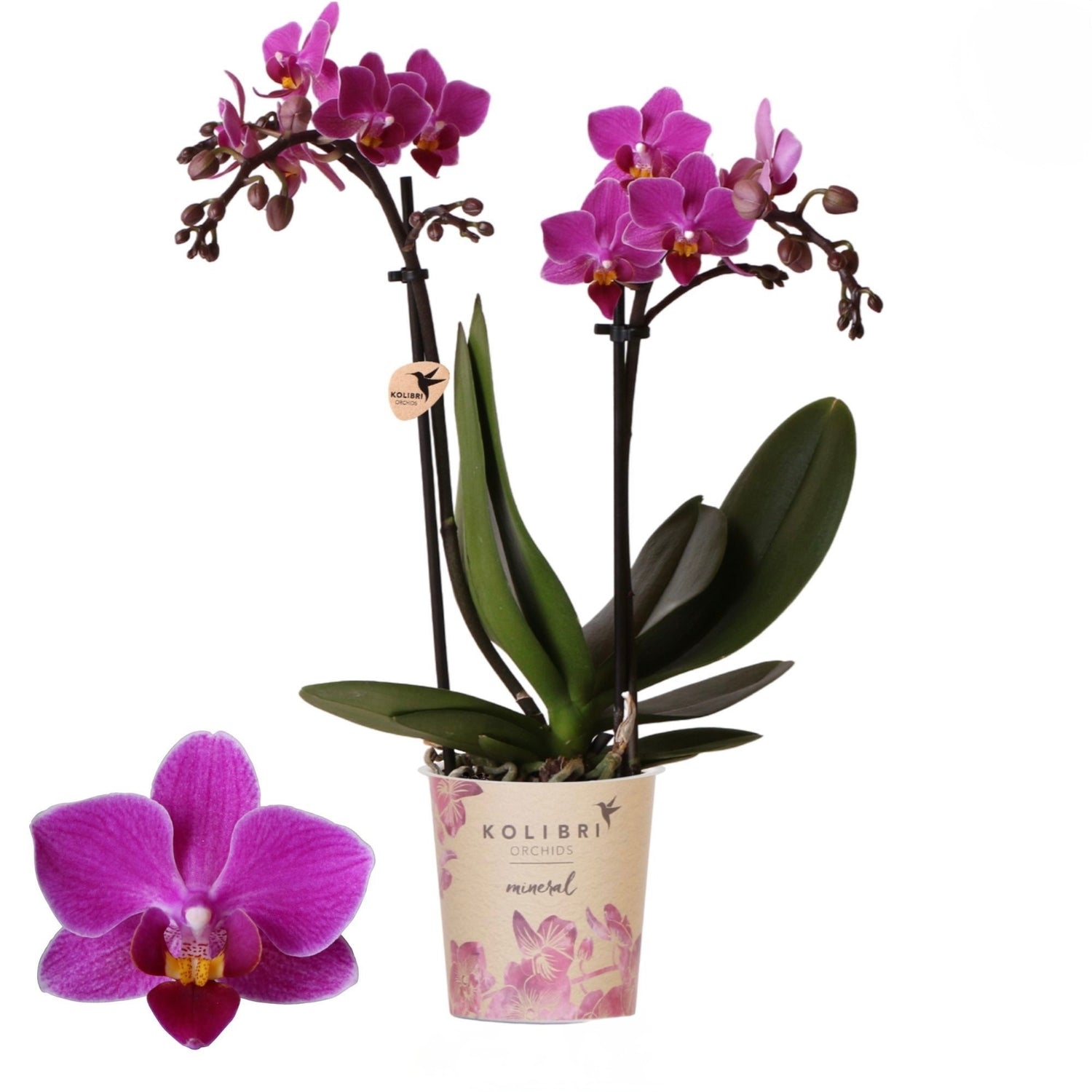 Orchidea Phalaenopsis Multiflora Anthura Basel in vaso da 9 cm con fioritura abbondante e steli ricchi di boccioli.