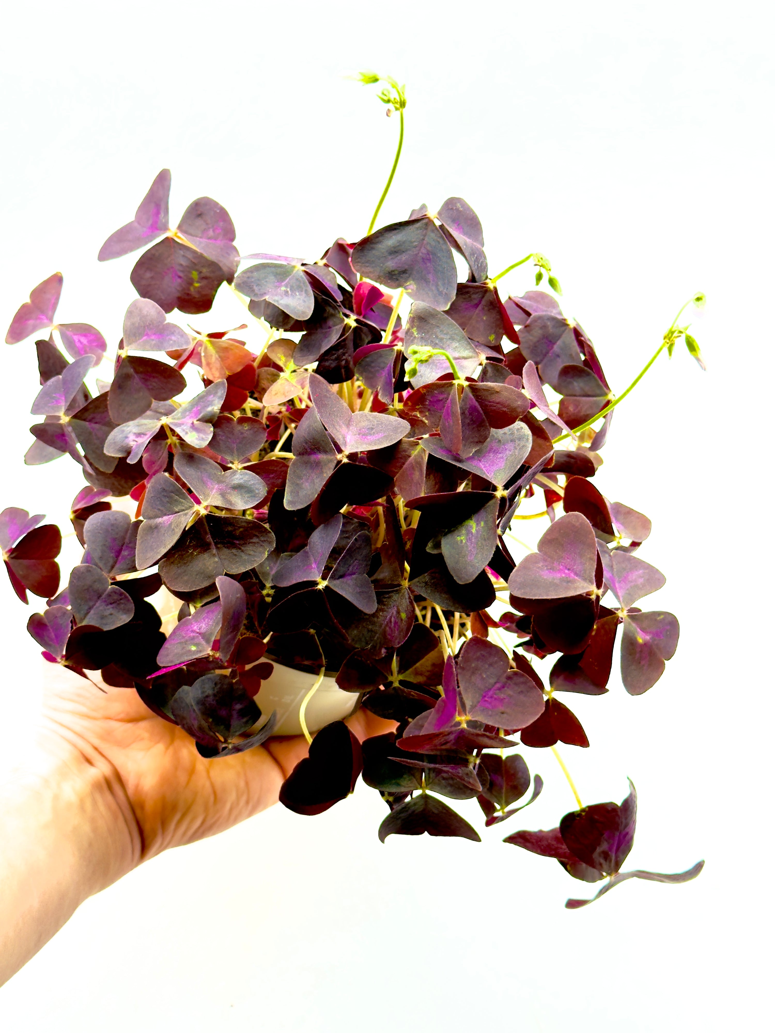 Pianta di Oxalis triangularis Dreaming Plants con foglie viola a forma di farfalla e piccoli fiori chiari in vaso da 12 cm, ideale per arredamento moderno.