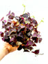 Pianta di Oxalis triangularis Dreaming Plants con foglie viola a forma di farfalla e piccoli fiori chiari in vaso da 12 cm, ideale per arredamento moderno.