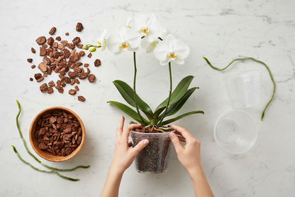 Bark per Orchidee Premium - Corteccia Naturale Selezionata (10/15 mm) 🪵✨
