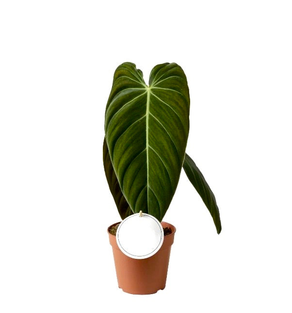 Philodendron melanochrysum di Dreaming Plants con grandi foglie vellutate verde scuro e riflessi dorati in vaso da 12 cm, ideale per ampi terrarium.
