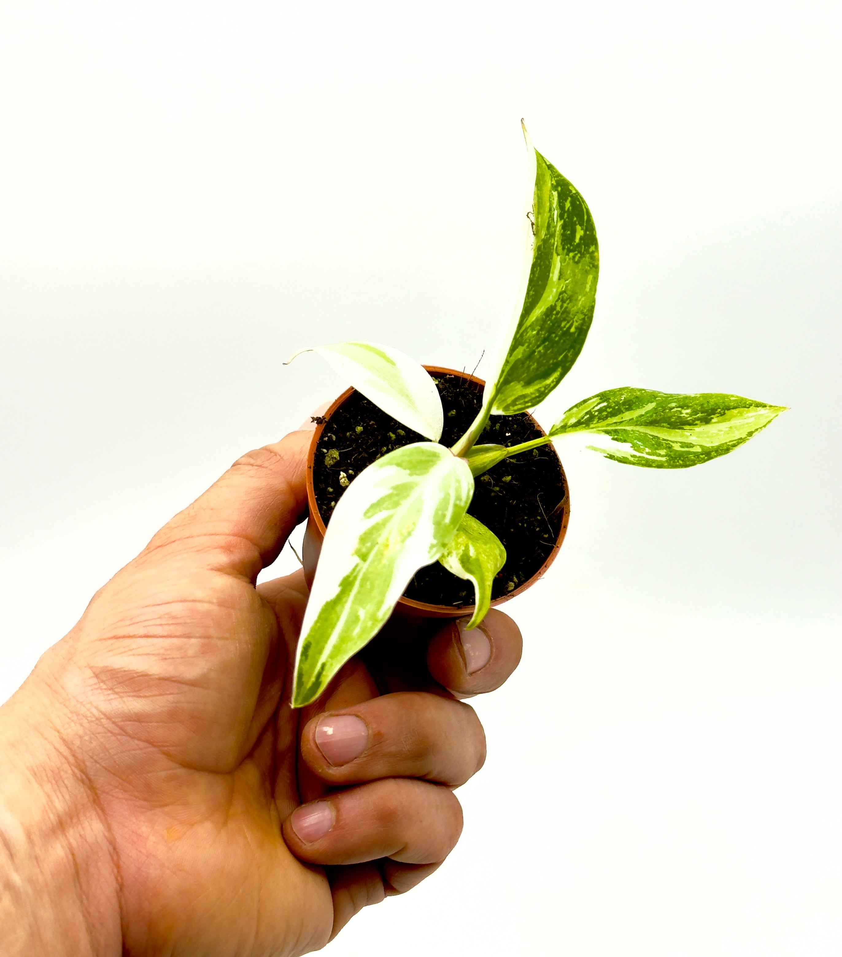 Baby Plant Philodendron White Princess di Dreaming Plants con foglie variegate bianco e verde in vaso da 6 cm, ideale per collezionisti e terrarium.
