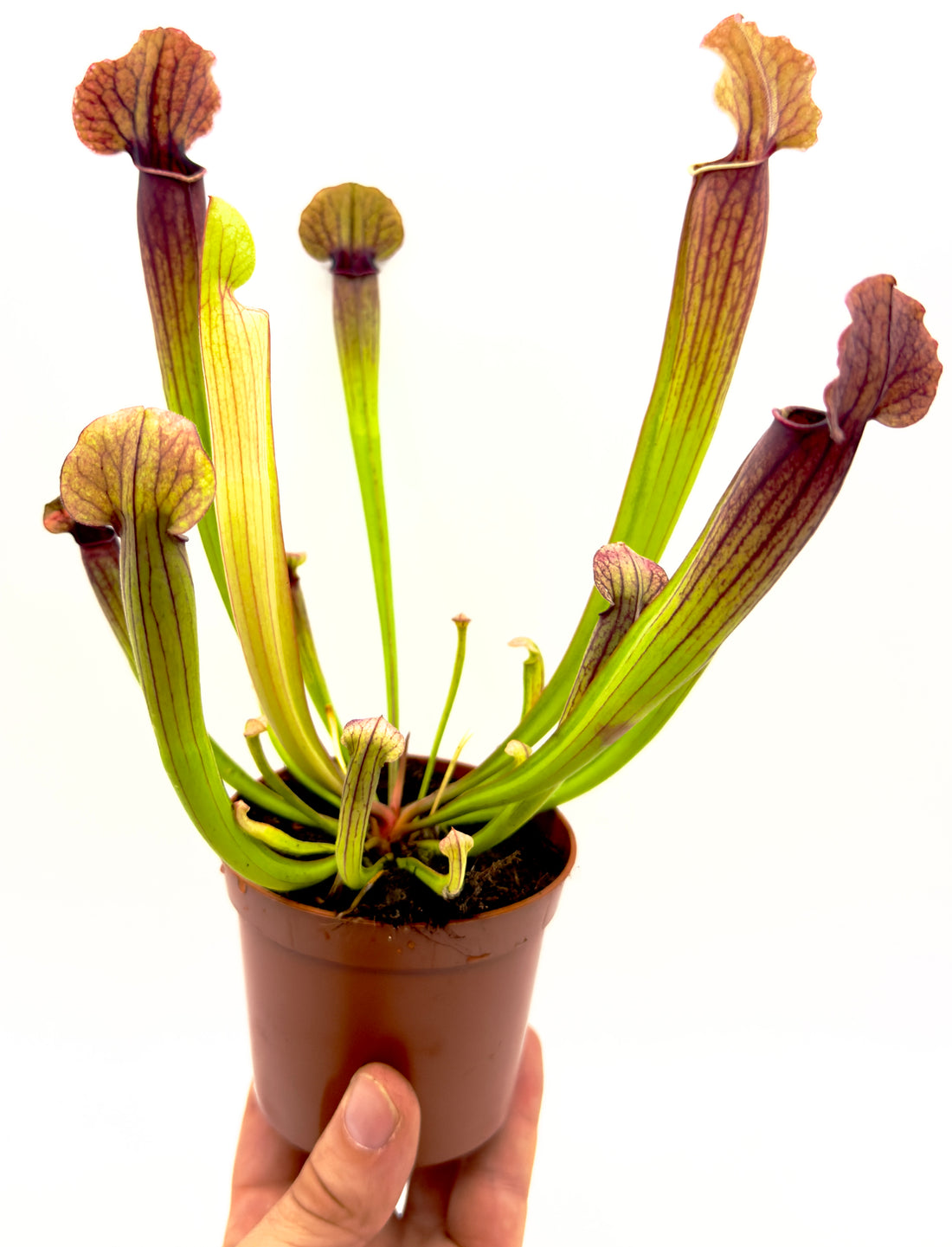 Pianta carnivora Sarracenia Thomas in vaso da 8.5 cm con ascidi tubolari per la cattura naturale degli insetti.