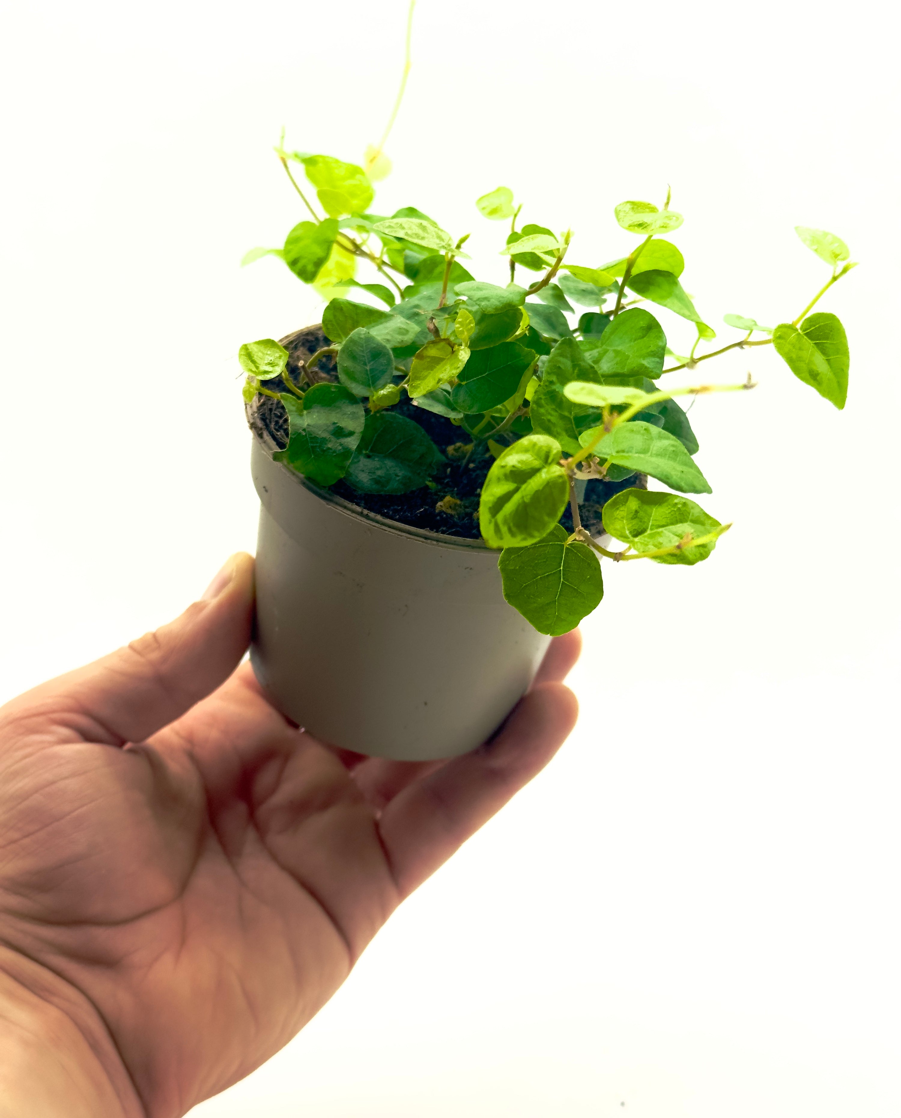 Piccola pianta di Ficus pumila Dreaming Plants con foglioline verdi rampicanti in vaso da 9 cm, perfetta per pareti verdi e terrarium.
